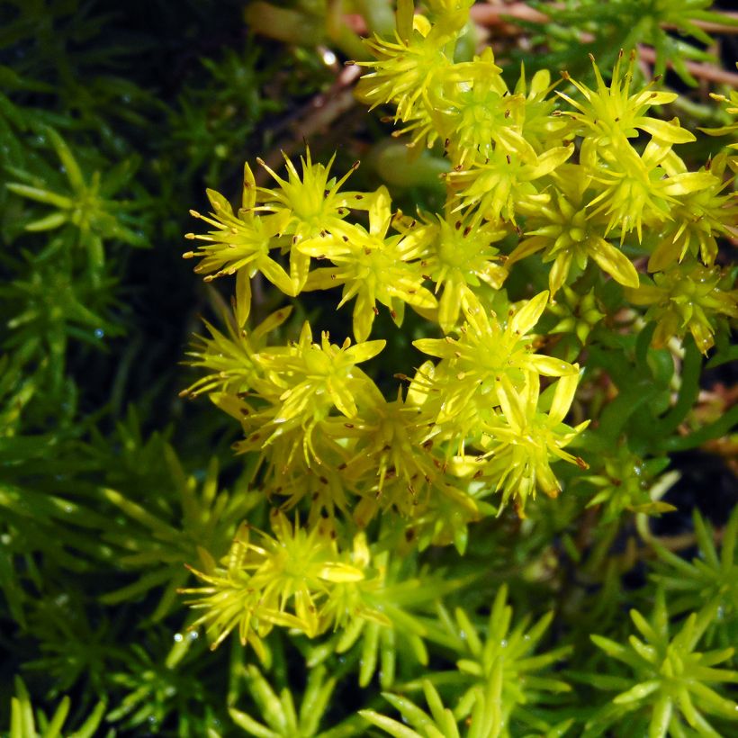 Sedum reflexum Angelina (Floração)