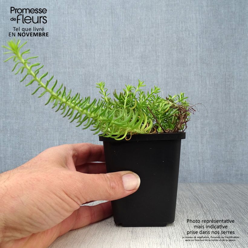 Amostra de Sedum reflexum Angelina Vaso de 8/9 cm tal como entregue no outono