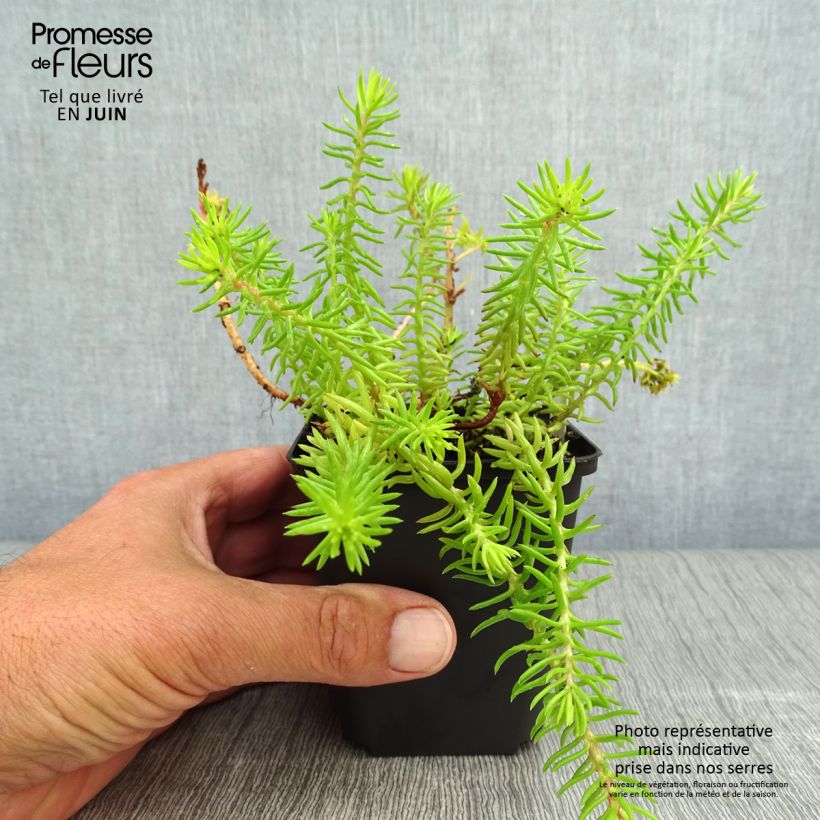 Amostra de Sedum reflexum Angelina Vaso de 8/9 cm tal como entregue no verão