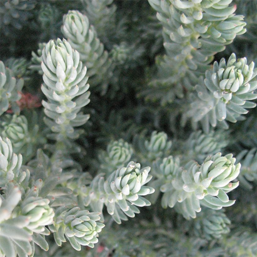 Sedum reflexum Blue Spruce (Folhagem)