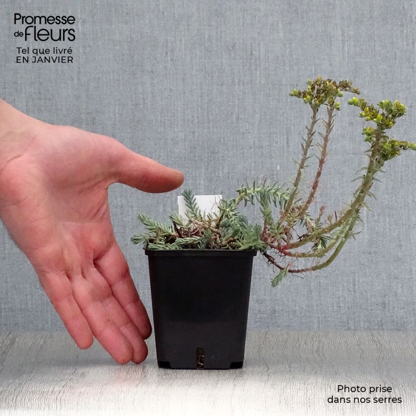 Amostra de Sedum reflexum Blue Spruce Vaso de 8/9 cm tal como entregue no inverno