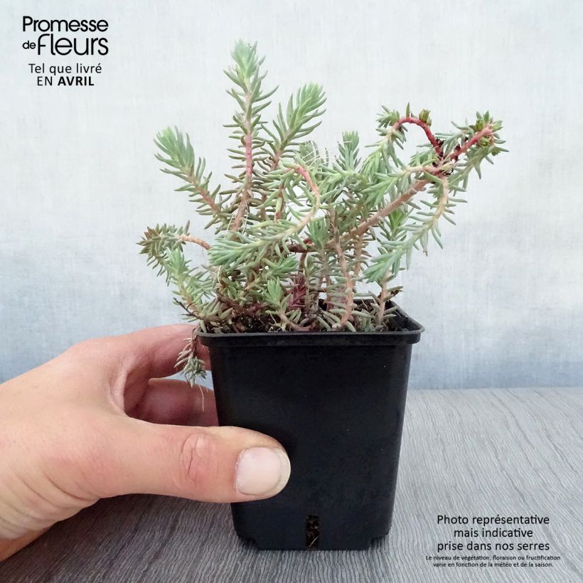 Amostra de Sedum reflexum Blue Spruce Vaso de 8/9 cm tal como entregue na primavera