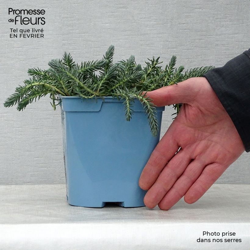 Amostra de Sedum reflexum Blue Spruce Vaso de 2 L/3 L tal como entregue no inverno