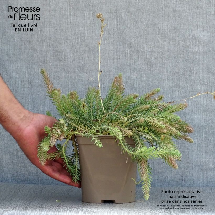 Amostra de Sedum reflexum Blue Spruce Vaso de 2 L/3 L tal como entregue no verão