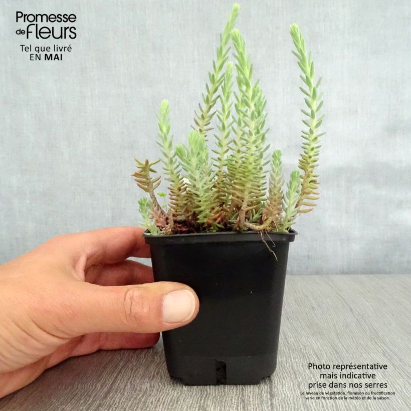 Amostra de Sedum reflexum Vaso de 8/9 cm tal como entregue na primavera