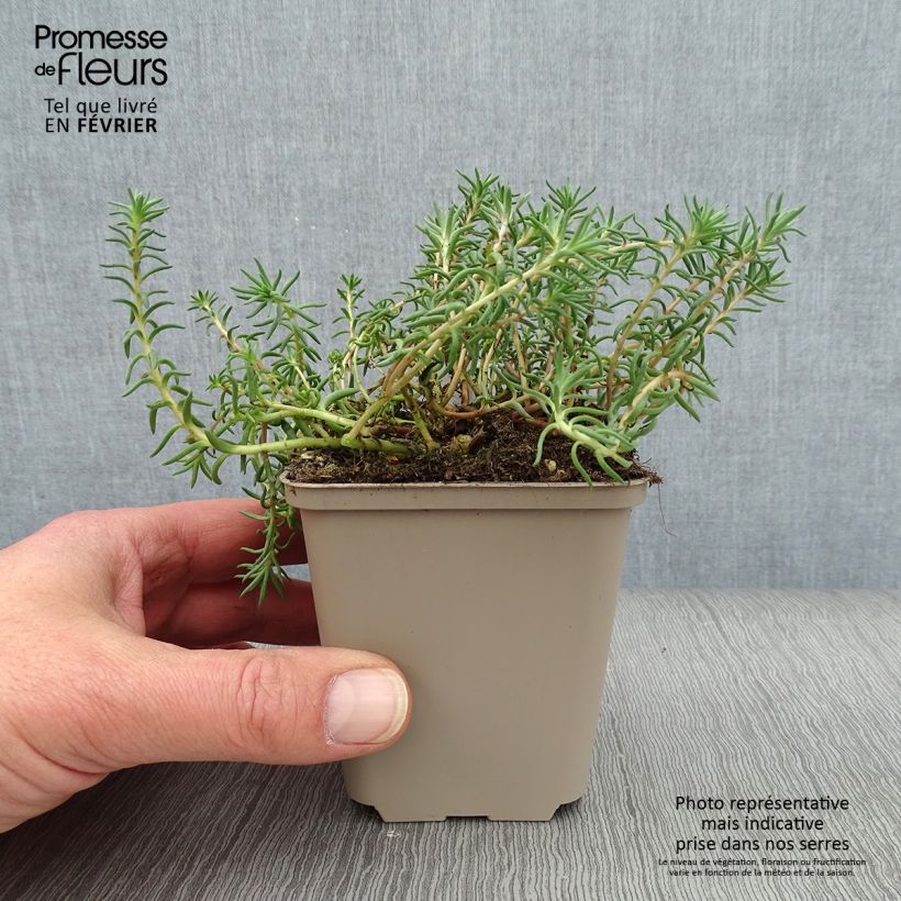 Amostra de Sedum reflexum - Orpin des rochers, Orpin réfléchi Godet de 8/9 cm tal como entregue no inverno