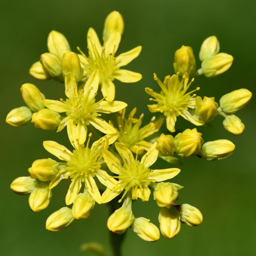 Sedum reflexum (Floração)