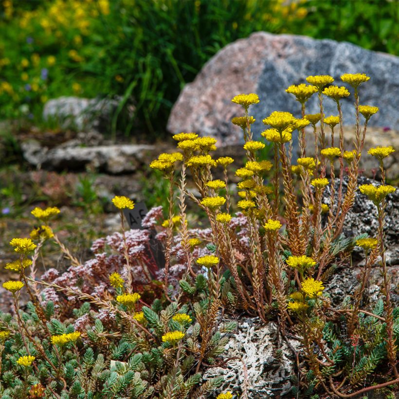 Sedum reflexum (Hábito)