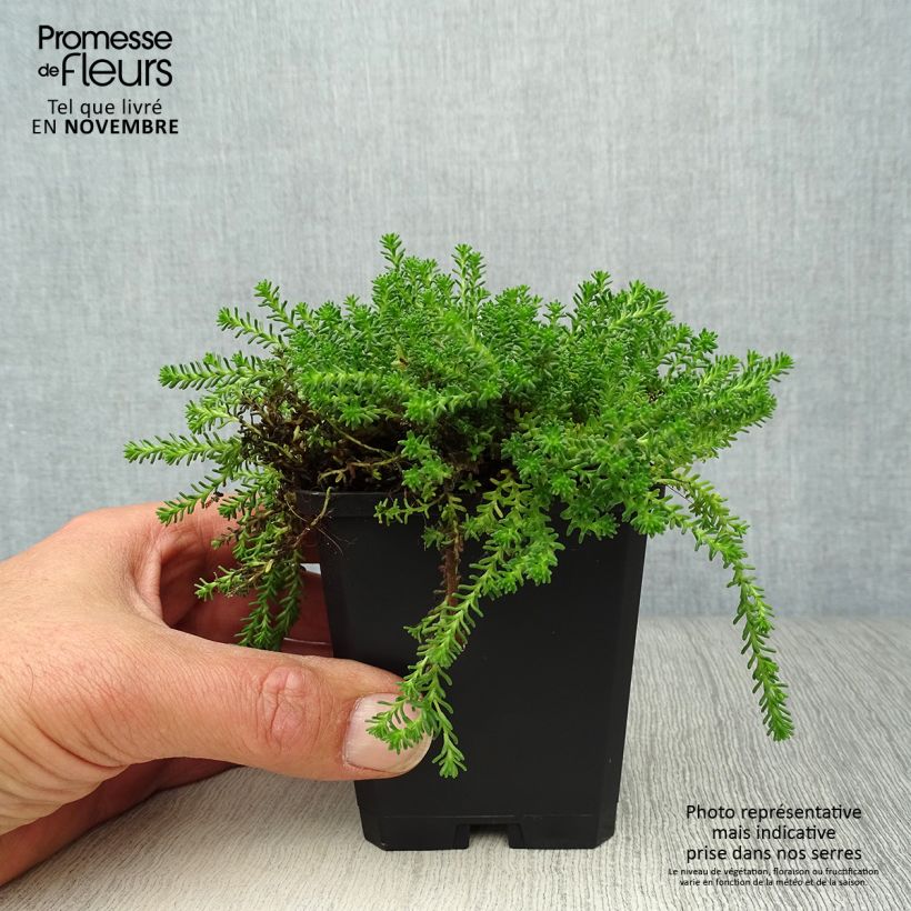 Amostra de Sedum sexangulare Vaso de 8/9 cm tal como entregue no outono