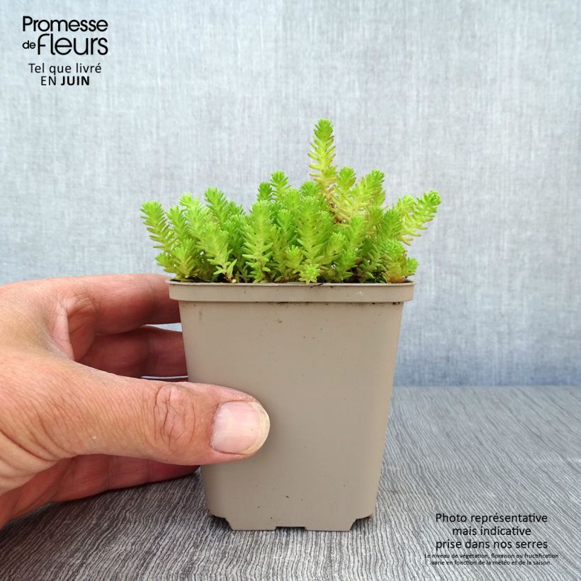 Amostra de Sedum sexangulare Vaso de 8/9 cm tal como entregue no verão