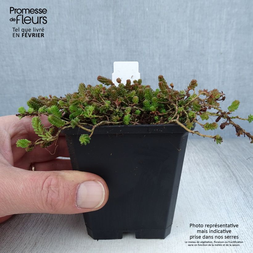 Amostra de Sedum sexangulare - Orpin à six angles Vaso de 8/9 cm tal como entregue no inverno