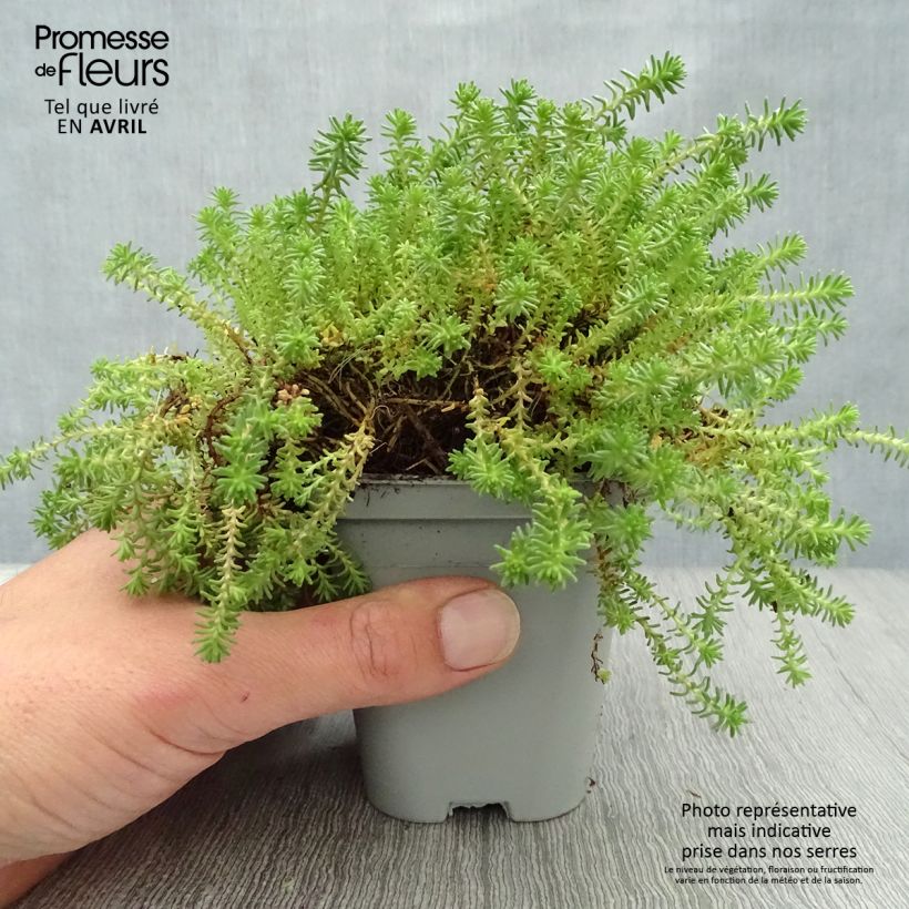 Amostra de Sedum sexangulare Vaso de 8/9 cm tal como entregue na primavera