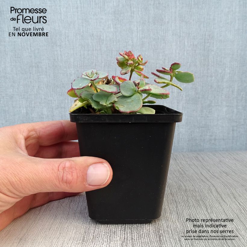 Amostra de Sedum sieboldii sieboldii Vaso de 8/9 cm tal como entregue no outono