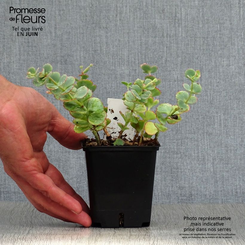 Amostra de Sedum sieboldii sieboldii Vaso de 8/9 cm tal como entregue no verão