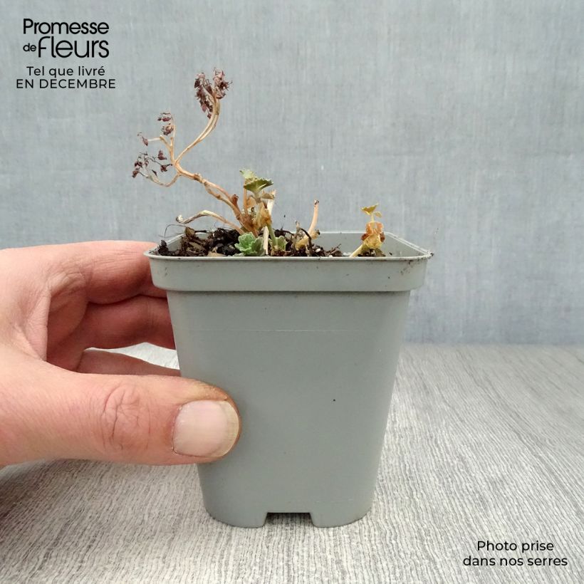 Amostra de Sedum sieboldii - Orpin Vaso de 8/9 cm tal como entregue no inverno