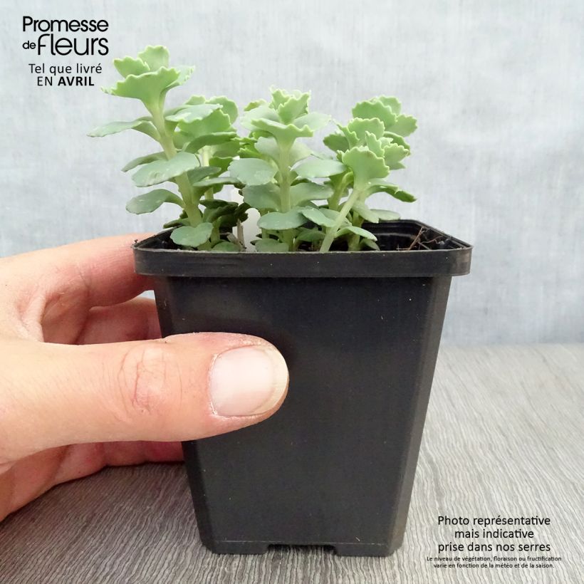 Amostra de Sedum sieboldii sieboldii Vaso de 8/9 cm tal como entregue na primavera