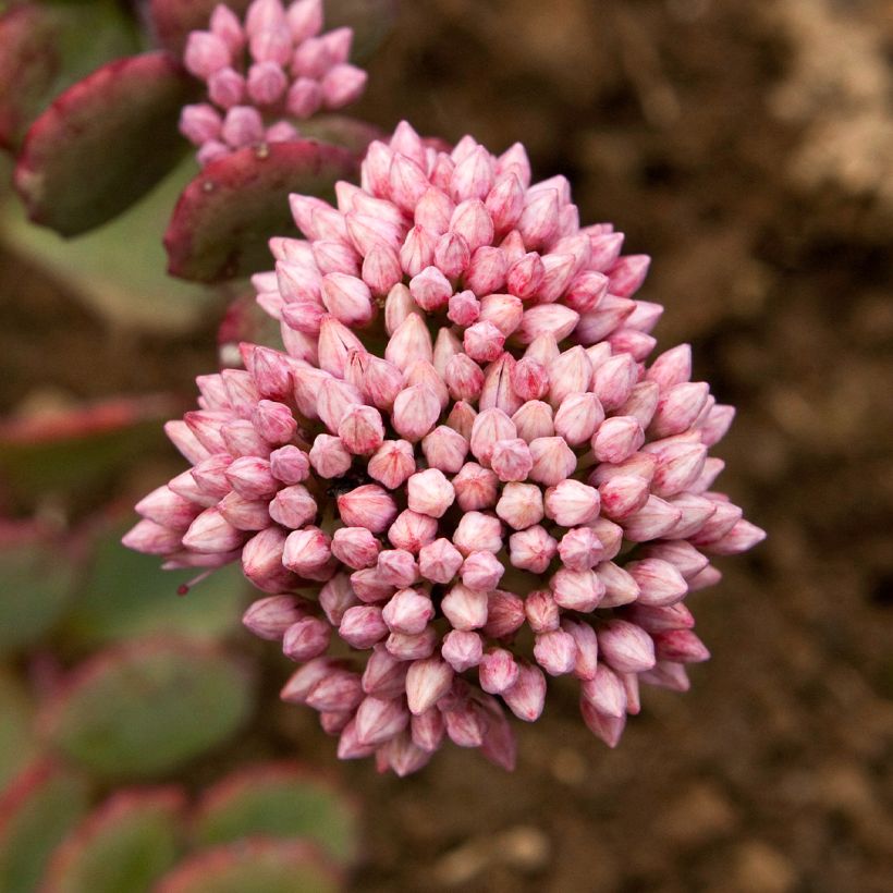 Sedum sieboldii sieboldii (Floração)