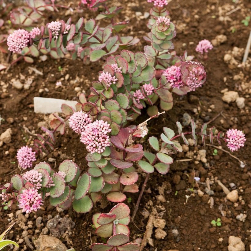 Sedum sieboldii sieboldii (Hábito)