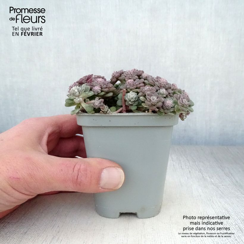 Amostra de Sedum spathulifolium Cape Blanco - Orpin rampant Vaso de 8/9 cm tal como entregue no inverno
