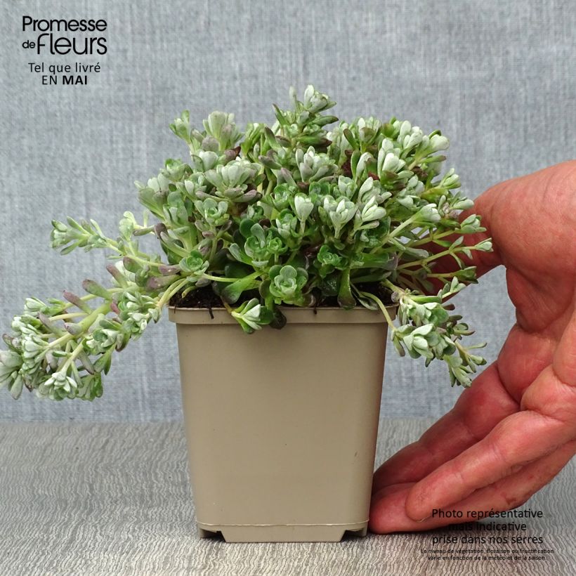 Amostra de Sedum spathulifolium Cape Blanco Vaso de 8/9 cm tal como entregue na primavera