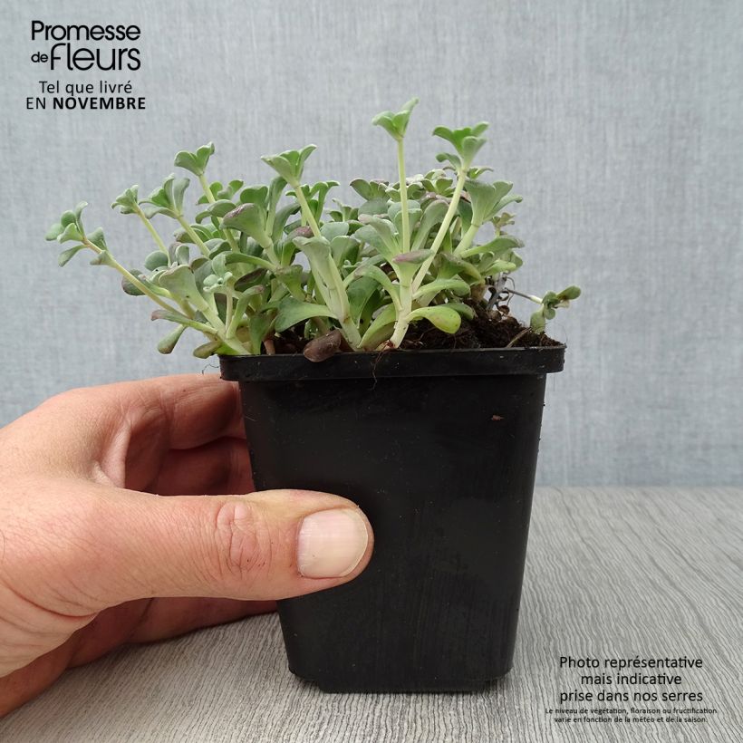Amostra de Sedum spathulifolium Purpureum Vaso de 8/9 cm tal como entregue no outono