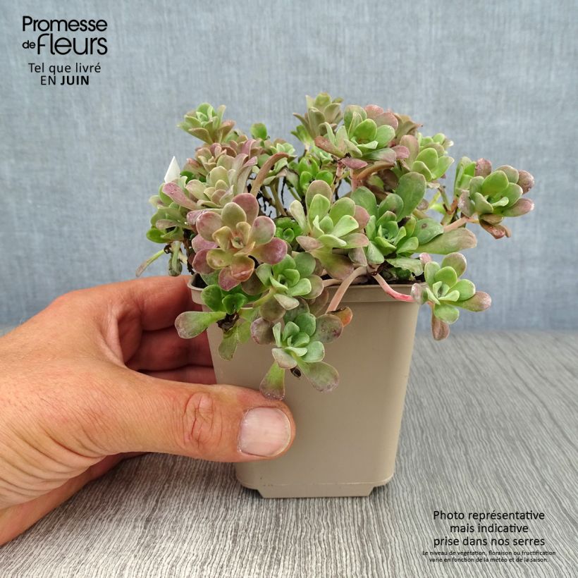 Amostra de Sedum spathulifolium Purpureum Vaso de 8/9 cm tal como entregue no verão