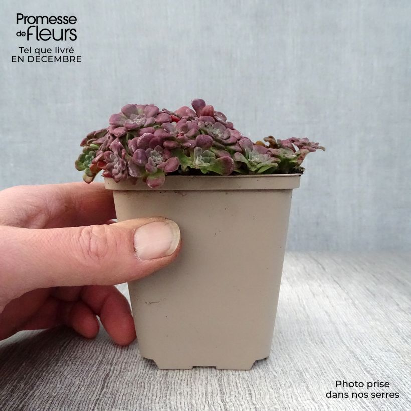 Amostra de Sedum spathulifolium Purpureum - Orpin Vaso de 8/9 cm tal como entregue no inverno