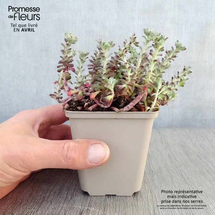 Amostra de Sedum spathulifolium Purpureum Vaso de 8/9 cm tal como entregue na primavera
