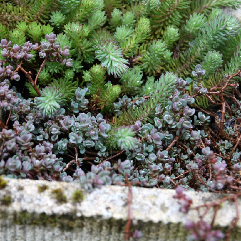 Sedum spathulifolium Purpureum (Hábito)
