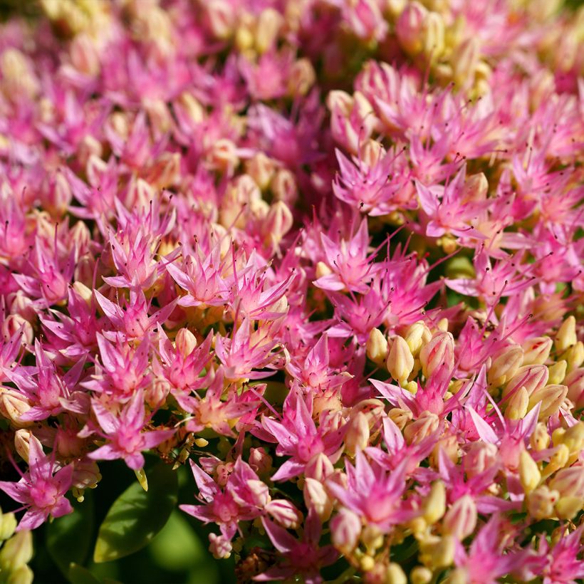 Sedum spectabile Brilliant (Floração)