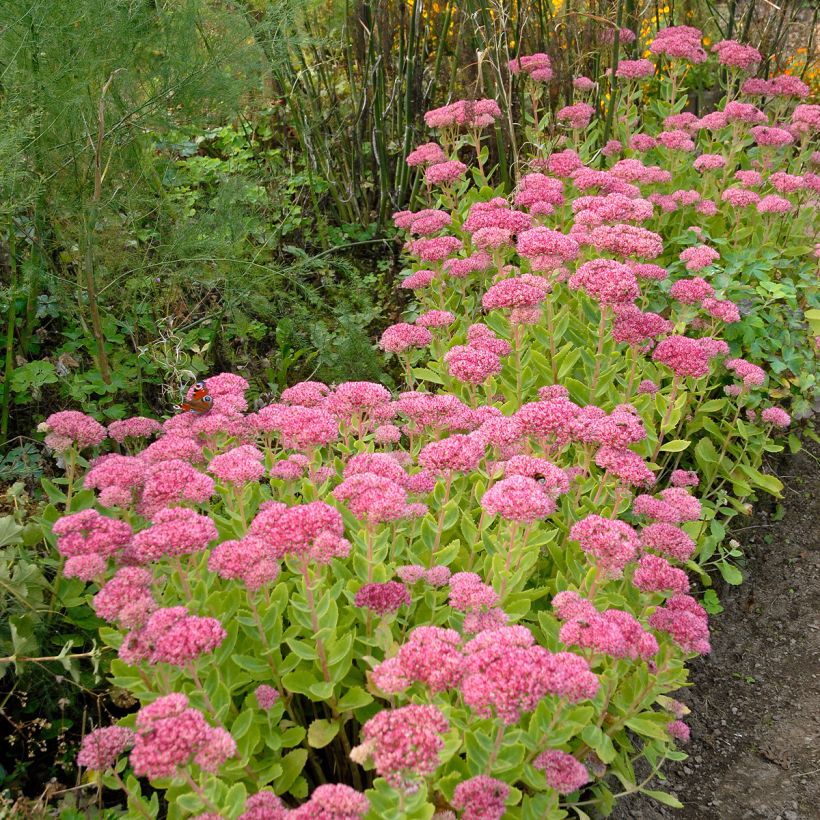Sedum spectabile Brilliant (Hábito)