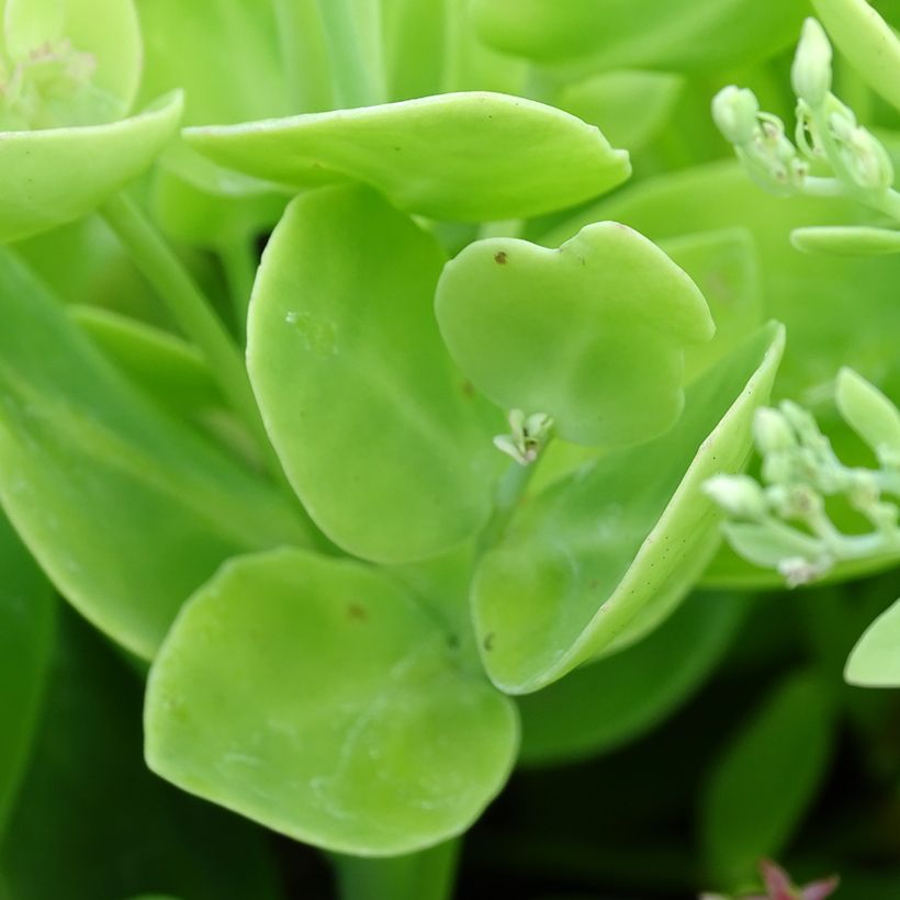 Sedum spectabile Brilliant (Folhagem)