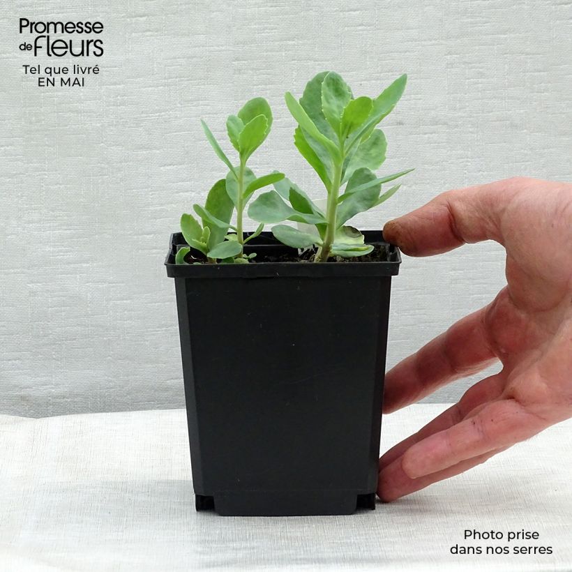 Amostra de Sedum spectabile Carl Vaso de 8/9 cm tal como entregue na primavera