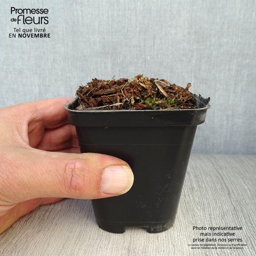 Amostra de Sedum spectabile Carl Vaso de 8/9 cm tal como entregue no outono