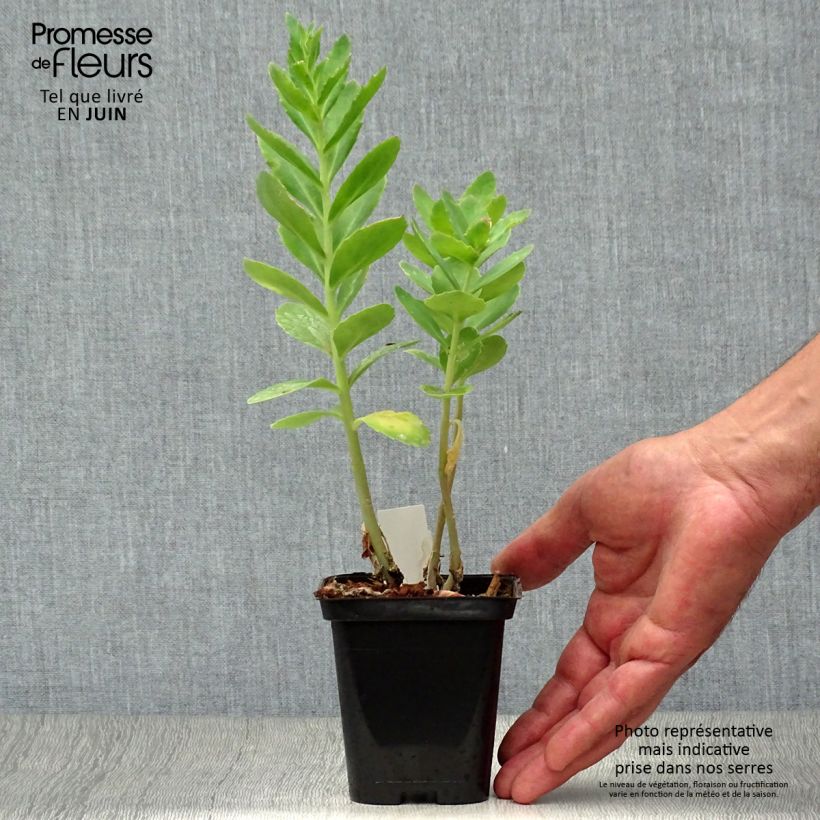 Amostra de Sedum spectabile Carl Vaso de 8/9 cm tal como entregue no verão