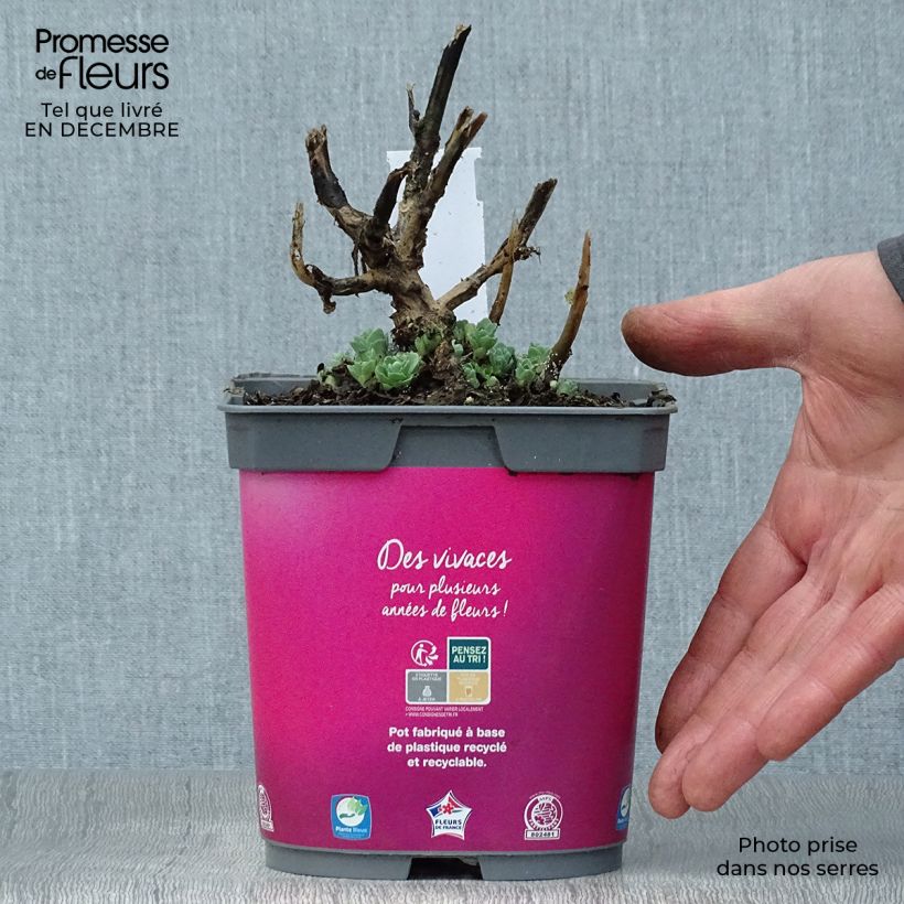 Amostra de Sedum spectabile Carl - Orpin d'Automne Vaso de 2 L/3 L tal como entregue no inverno