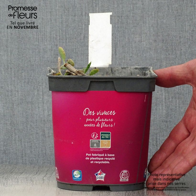 Amostra de Sedum spectabile Carl Vaso de 2 L/3 L tal como entregue no outono