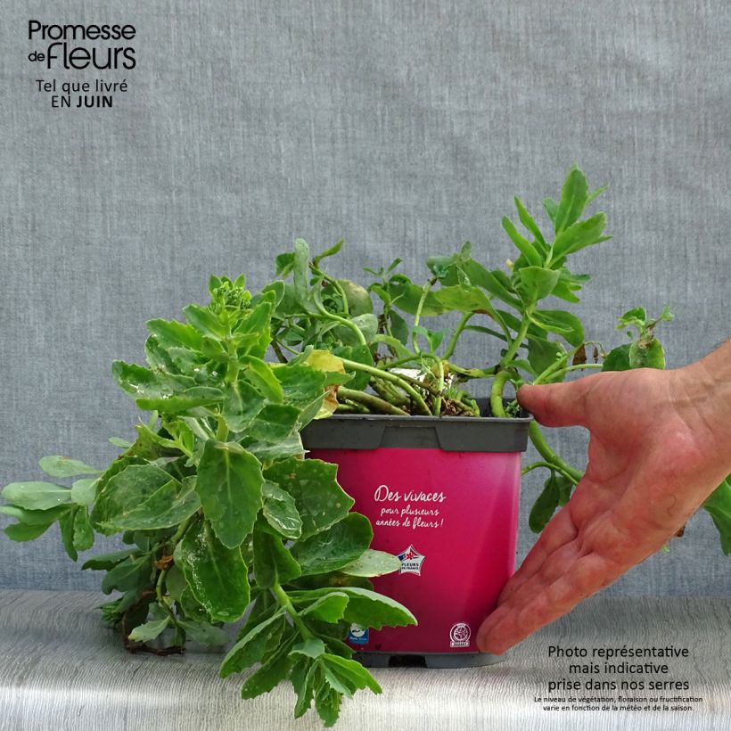 Amostra de Sedum spectabile Carl Vaso de 2 L/3 L tal como entregue no verão
