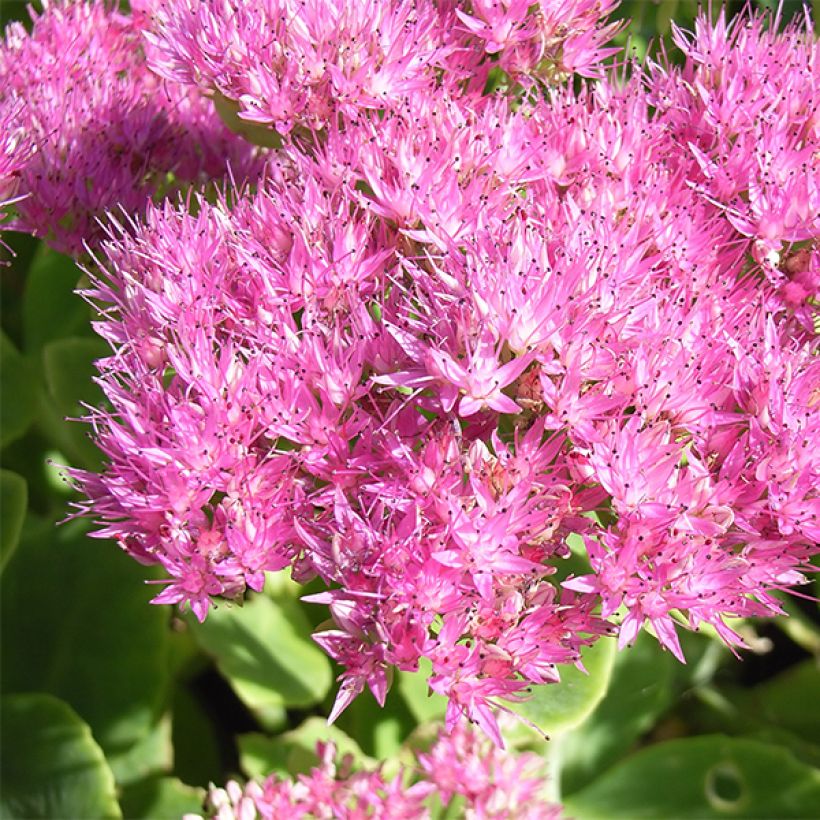 Sedum spectabile Carmen (Floração)