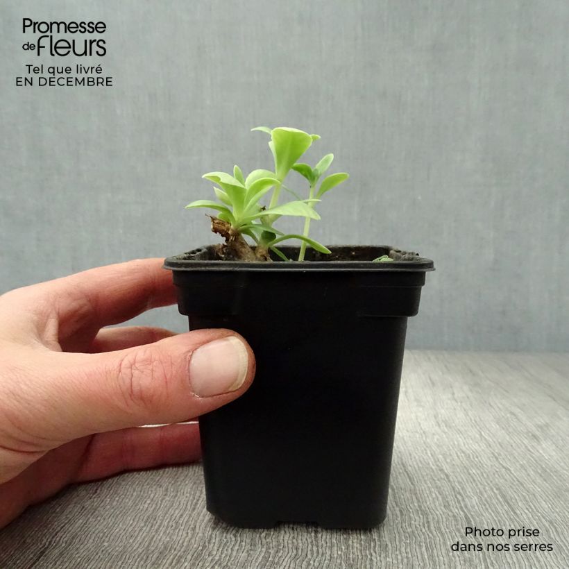 Amostra de Sedum spectabile Carmen - Orpin d'Automne Vaso de 7/8 cm tal como entregue no inverno