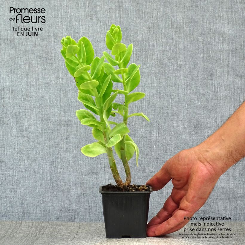 Amostra de Sedum spectabile Carmen Vaso de 7/8 cm tal como entregue no verão