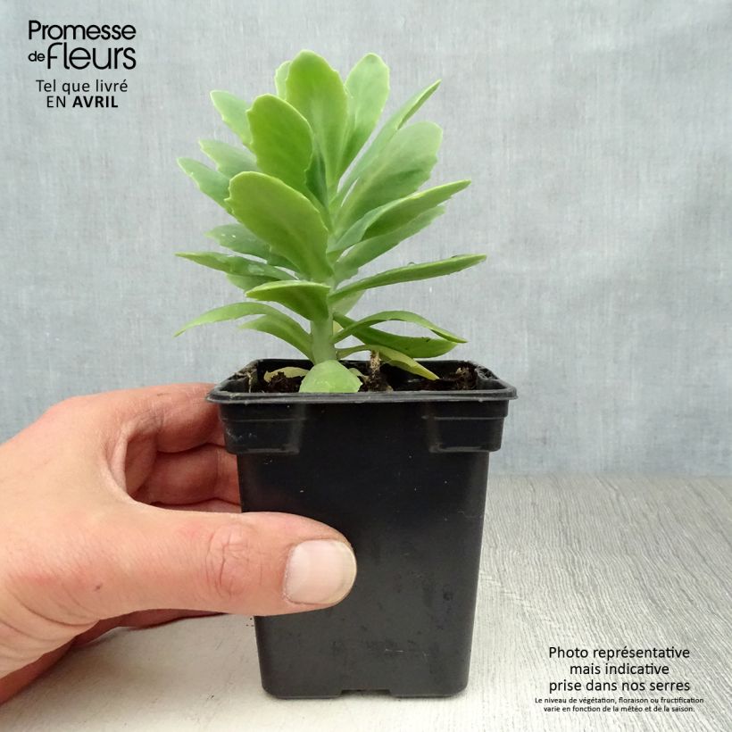 Amostra de Sedum spectabile Carmen Vaso de 7/8 cm tal como entregue na primavera