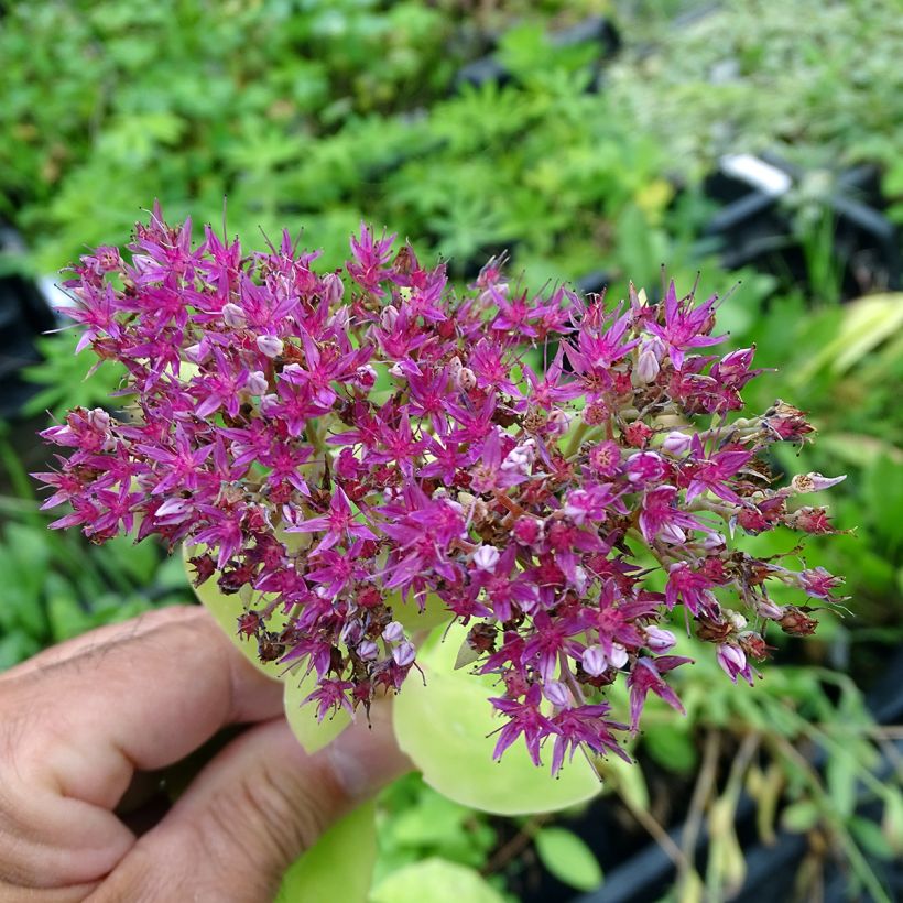 Sedum spectabile Meteor (Floração)
