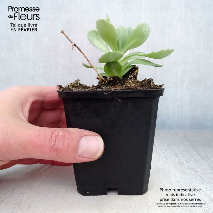 Amostra de Sedum spectabile Meteor - Orpin d'automne Vaso de 8/9 cm tal como entregue no inverno