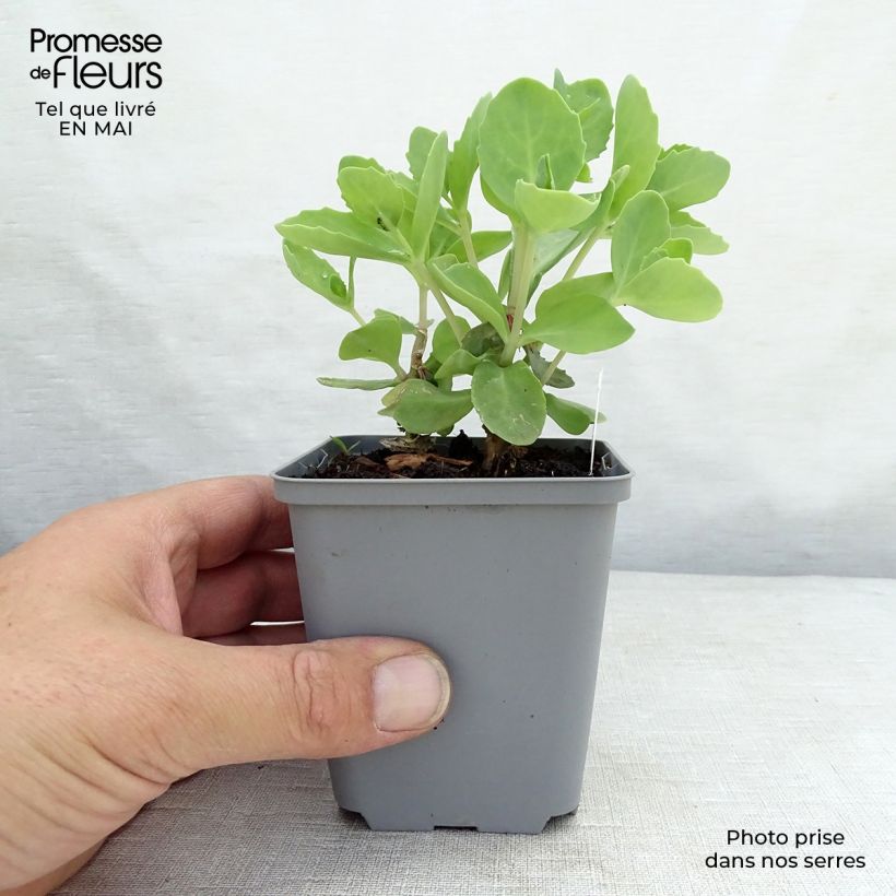 Amostra de Sedum spectabile Septemberglut Vaso de 8/9 cm tal como entregue na primavera