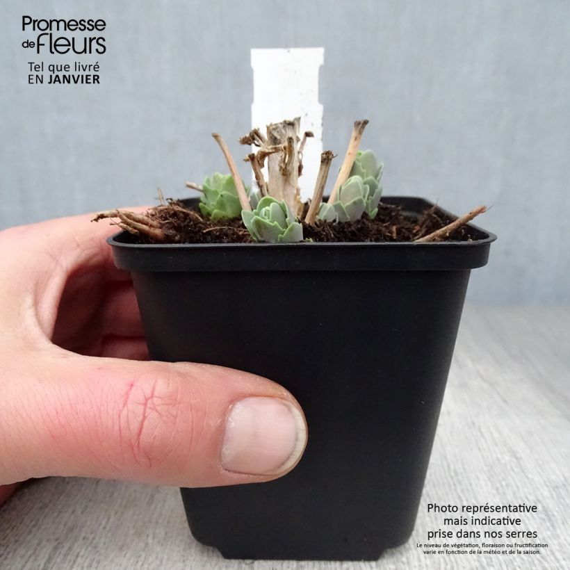 Amostra de Sedum spectabile Septemberglut - Orpin d'automne Vaso de 8/9 cm tal como entregue no inverno