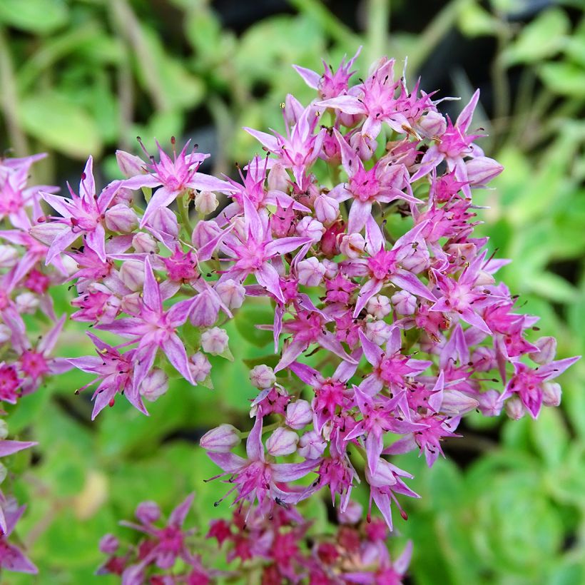 Sedum spectabile Septemberglut (Floração)