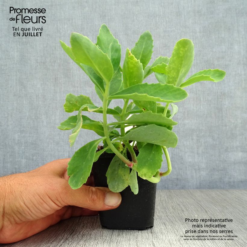 Amostra de Sedum spectabile Septemberglut Vaso de 8/9 cm tal como entregue no verão