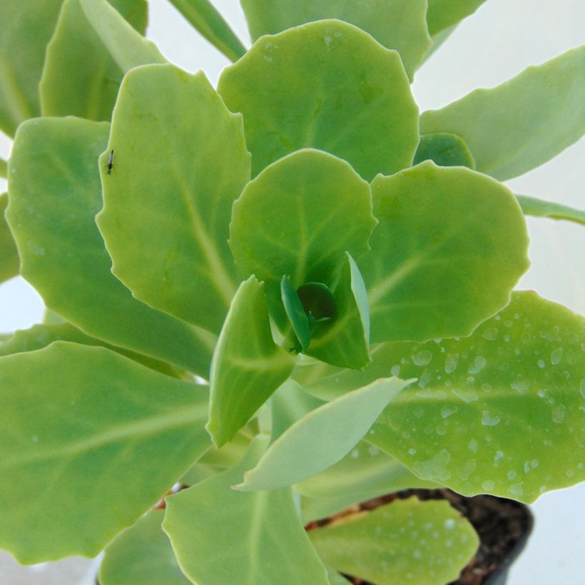 Sedum spectabile Stardust (Folhagem)
