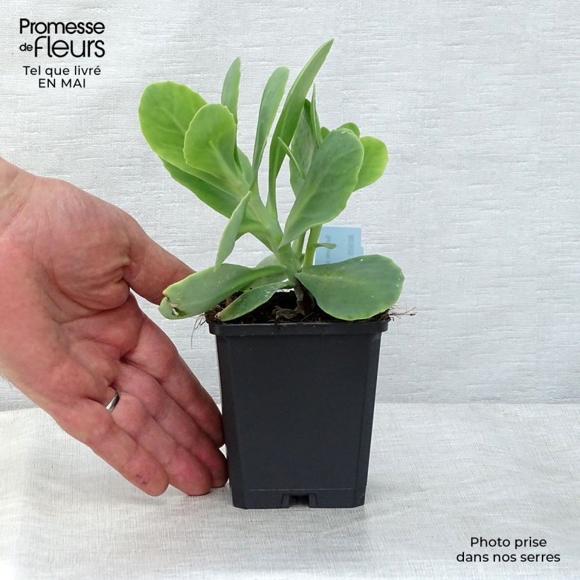 Amostra de Sedum spectabile Stardust Vaso de 8/9 cm tal como entregue na primavera